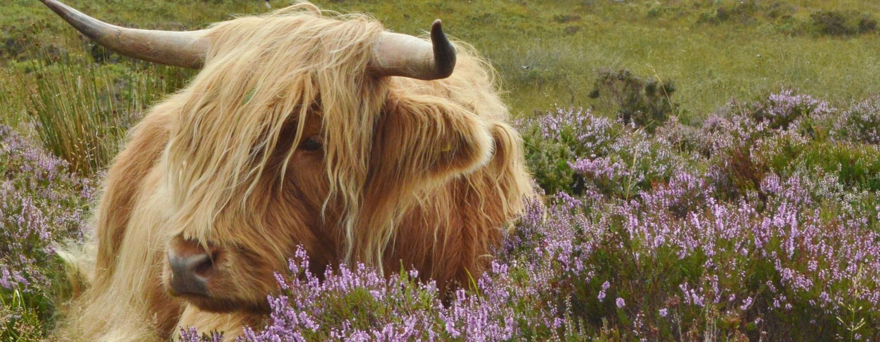 a cow with horns in a field of flowers