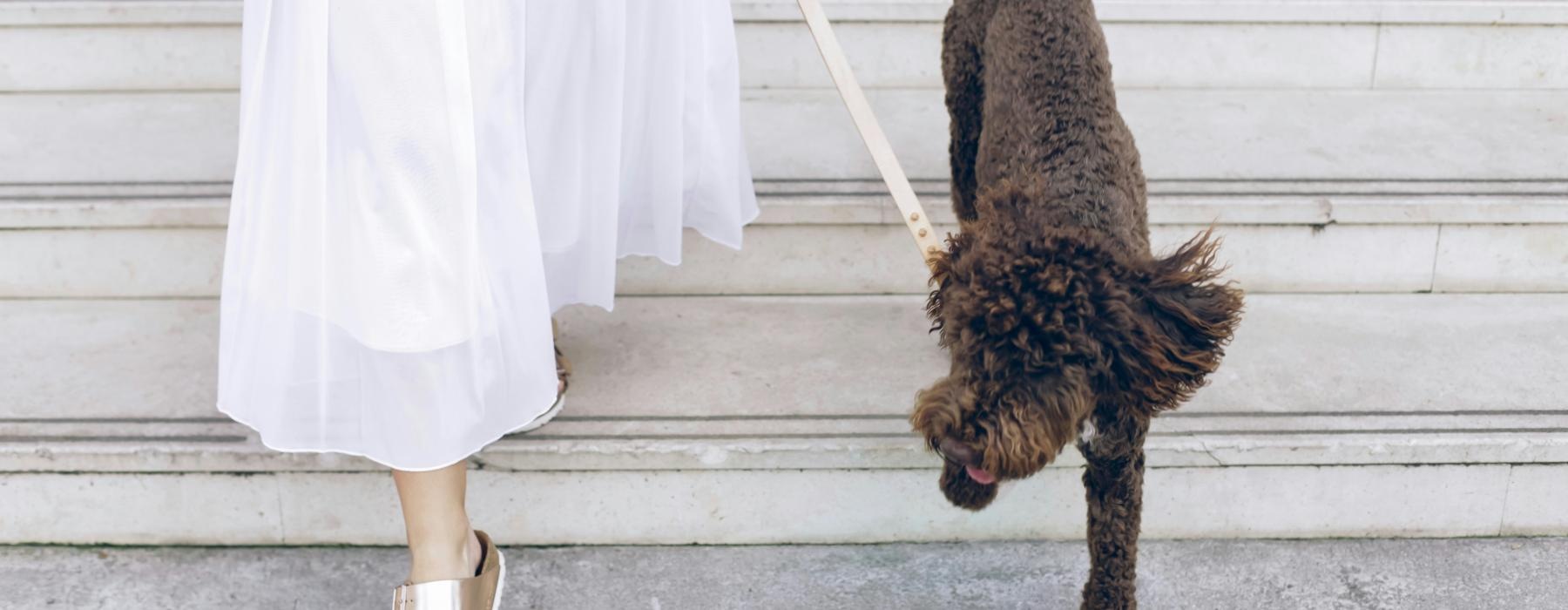 a dog being walked by a person