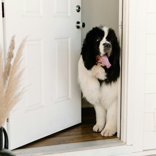 A dog greeting someone at the front door