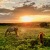 Horses in a field