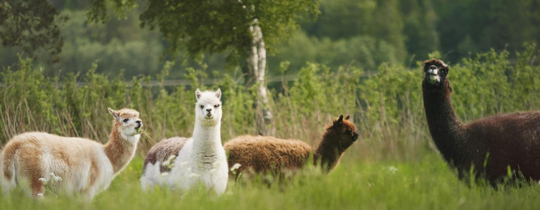 a group of llamas in a grassy field