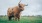 an animal in a field with grass and plains in the background