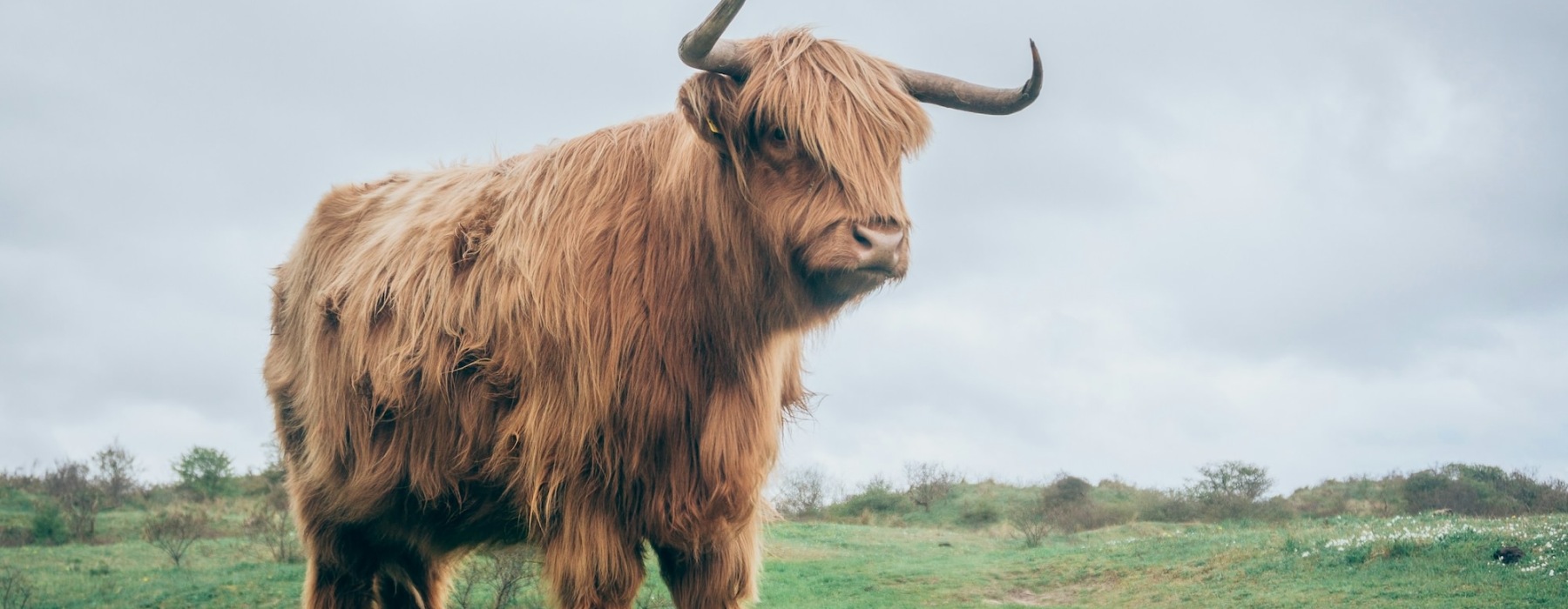 an animal in a field with grass and plains in the background