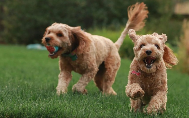 Two dogs running at a dog park