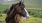 a horse standing in a field